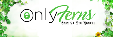 Header of onlyferns