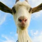 thepovgoat profile picture